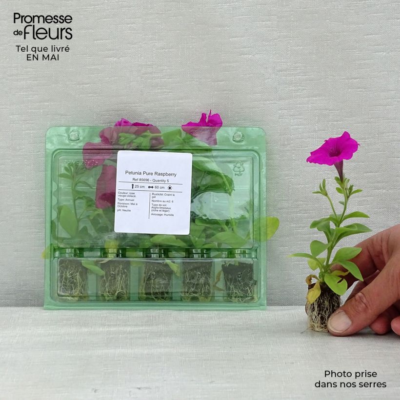 Petunia Pure Raspberry Mini-motte 2,5 cm esemplare consegnato in primavera