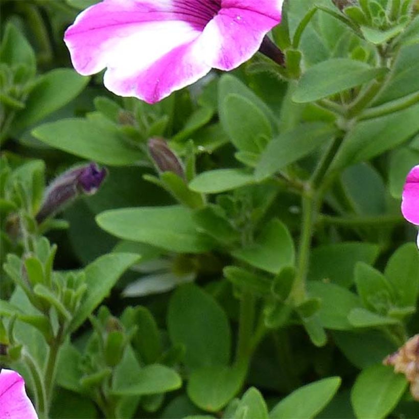 Petunia Raspberry Star (Fogliame)