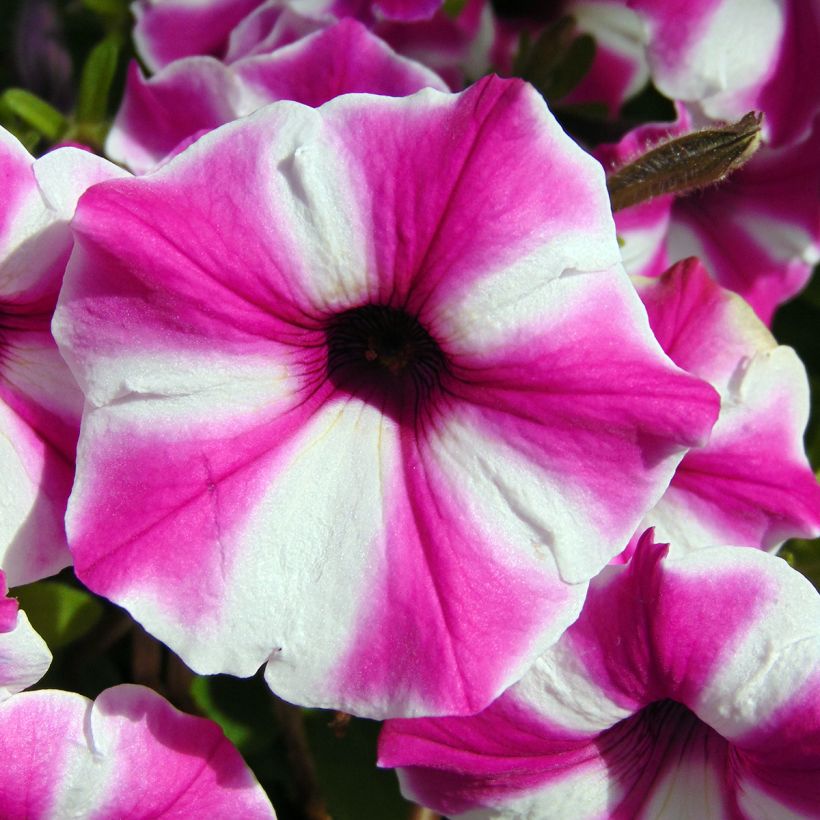 Petunia Raspberry Star (Fioritura)