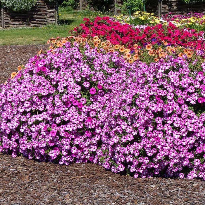 Petunia Raspberry Star (Porto)