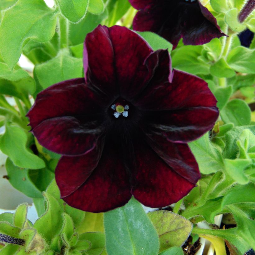 Petunia Sophistica Blackberry (Fioritura)