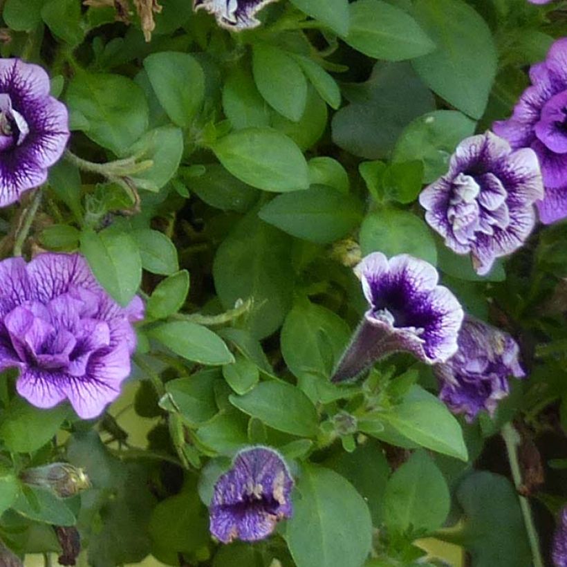 Petunia Sugar Plum (Fogliame)