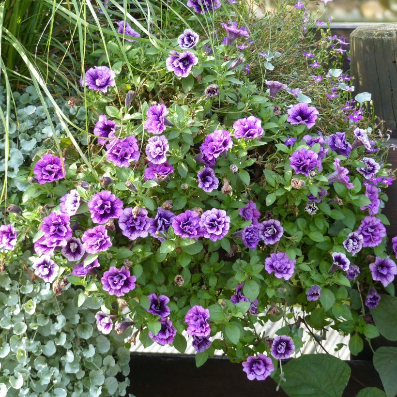 Petunia Sugar Plum (Porto)