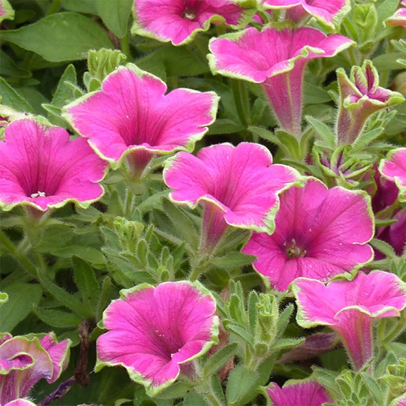 Petunia Supertunia Picasso in Pink (Fioritura)