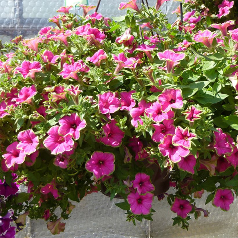 Petunia Supertunia Picasso in Pink (Porto)