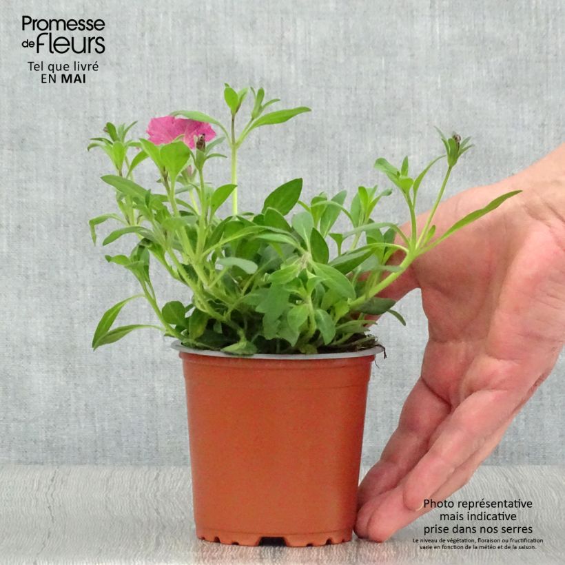 Petunia Supertunia Vista Fuchsia - pot de 10/11cm esemplare consegnato in primavera