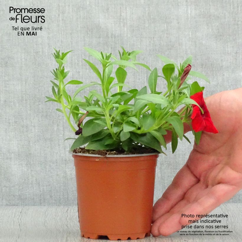 Petunia Surfinia Deep Red rouge fonce - pot de 10/11cm esemplare consegnato in primavera