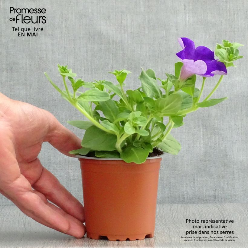 Petunia Surfinia Giant Blue - pot de 10/11cm esemplare consegnato in primavera