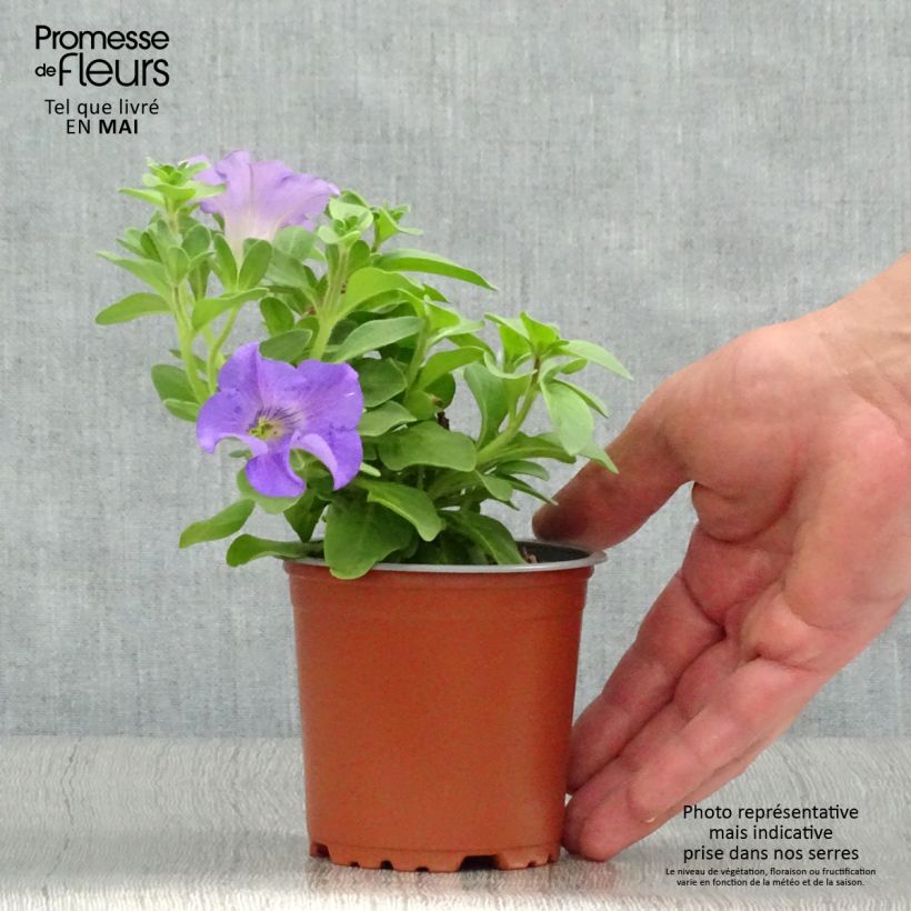 Petunia Surfinia Heavenly Blue - pot de 10/11cm esemplare consegnato in primavera