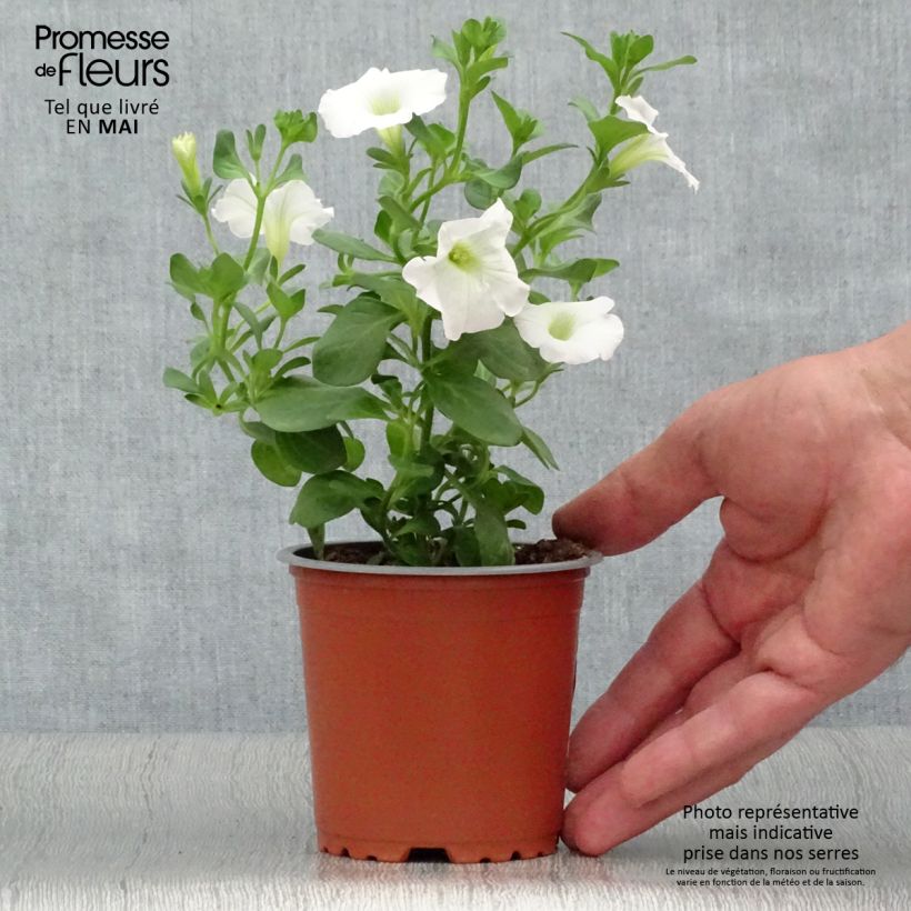 Petunia Surfinia Snow blanc - pot de 10/11cm esemplare consegnato in primavera