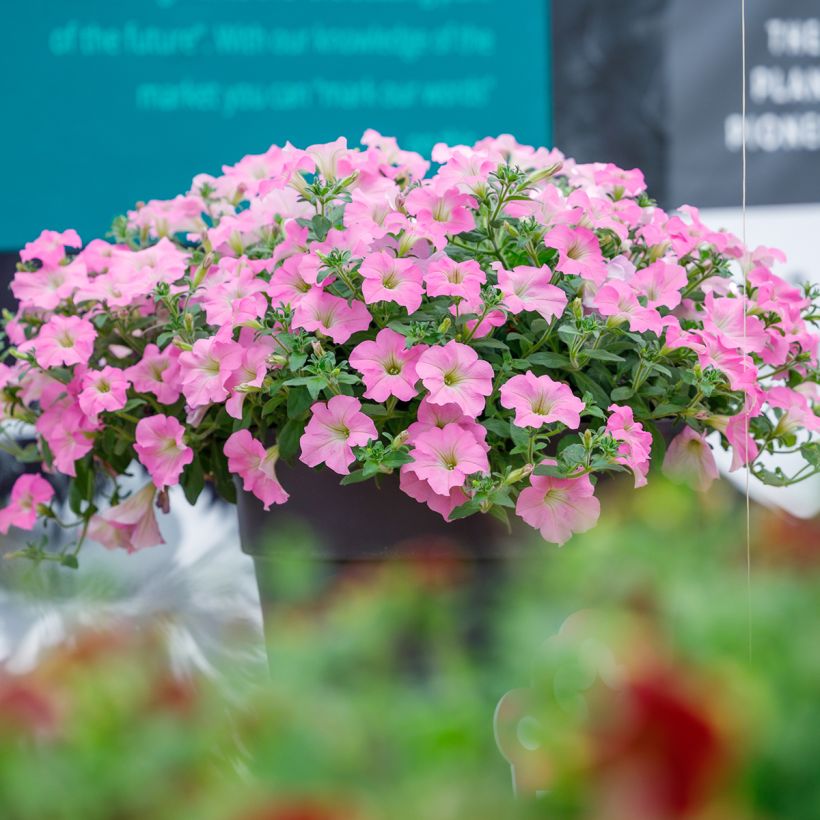 Petunia Surfinia Trailing Big Pink (Porto)