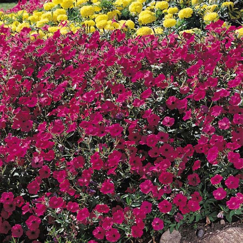 Petunia Tidal Wave F1 Cherry (Fioritura)