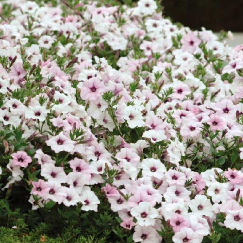 Petunia Tidal Wave F1 Silver (Fioritura)