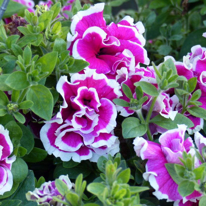 Petunia Tumbelina Anna (Fioritura)