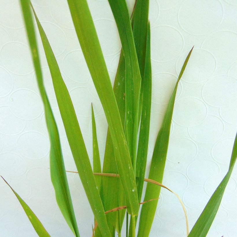 Phalaris arundinaceae - Saggina spagnola (Fogliame)