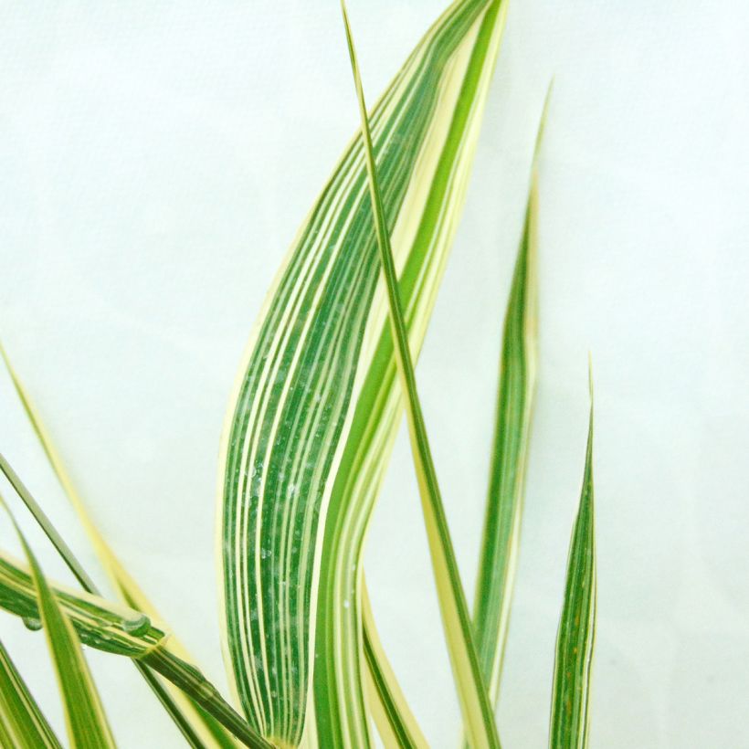 Phalaris arundinacea Picta - Saggina spagnola (Fogliame)