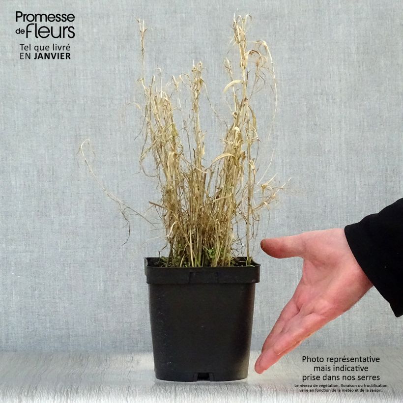 Phalaris arundinacea Picta - Alpiste faux-roseau en pot de 2/3 litres esemplare consegnato in inverno