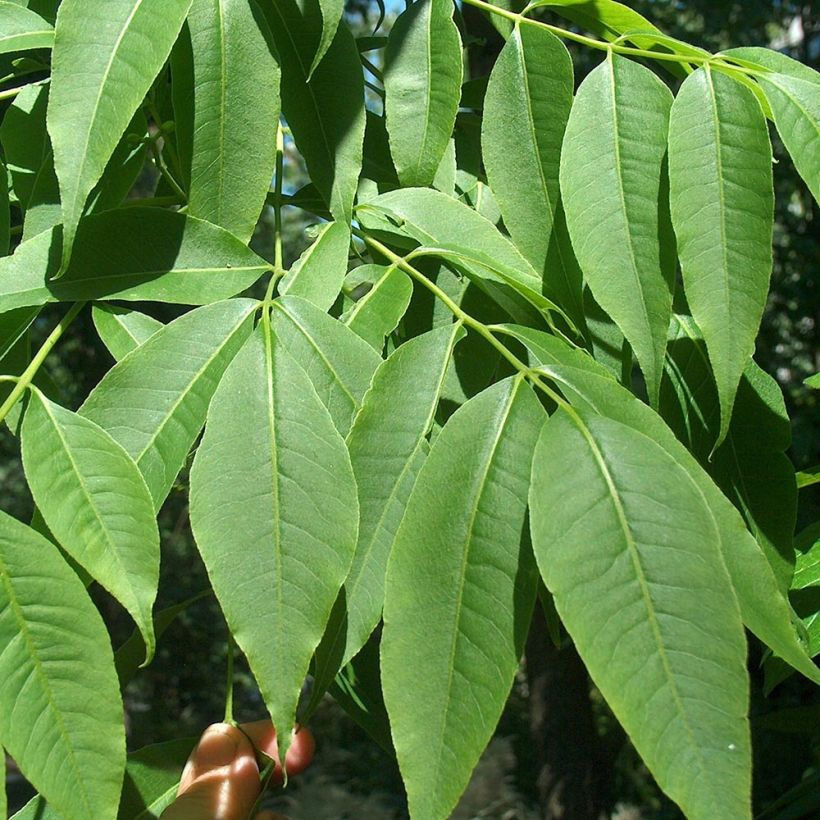 Phellodendron amurense - Sughero Amur (Fogliame)