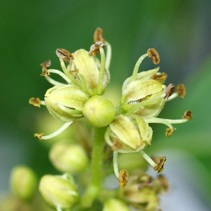 Phellodendron amurense - Sughero Amur (Fioritura)