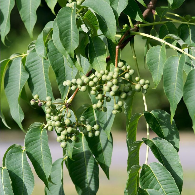 Phellodendron amurense - Sughero Amur (Raccolta)