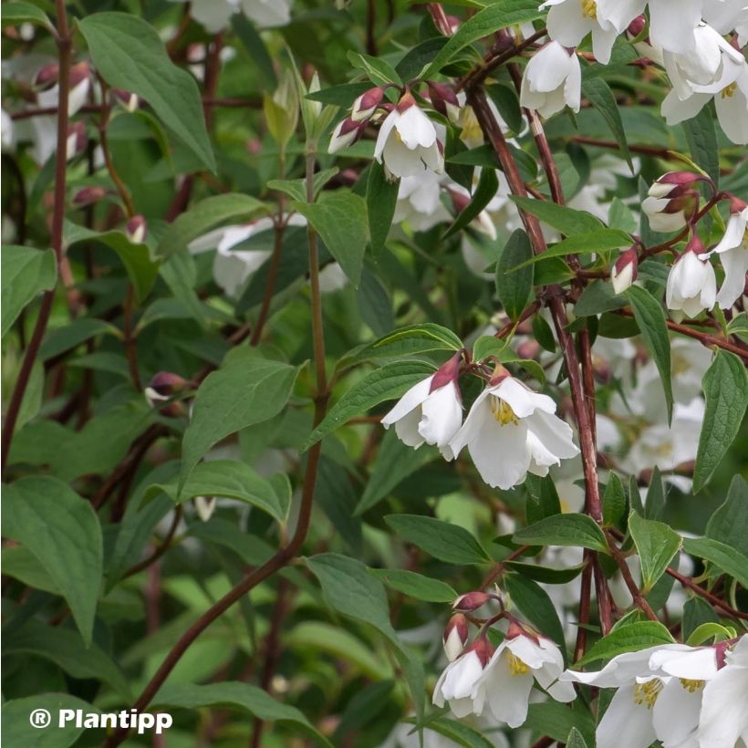 Philadelphus Dainty Lady - Filadelfo (Fogliame)