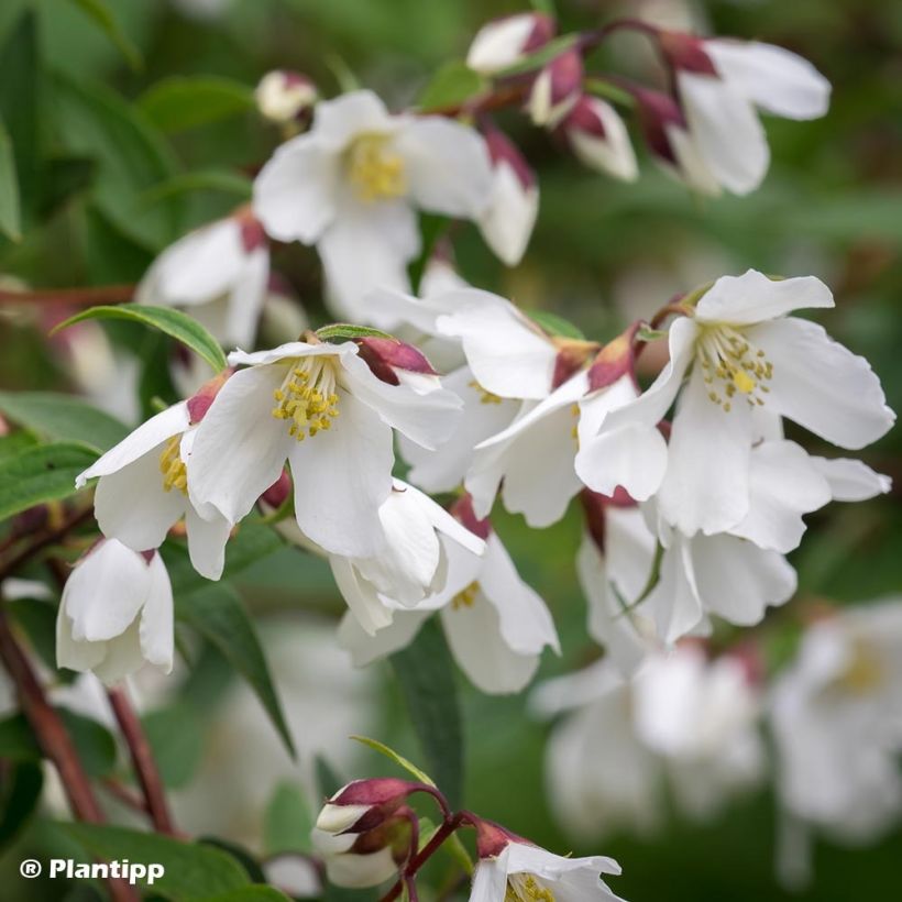 Philadelphus Dainty Lady - Filadelfo (Fioritura)