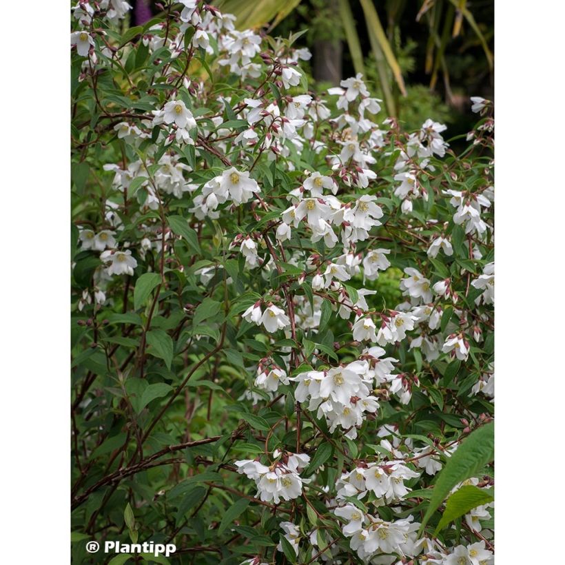 Philadelphus Dainty Lady - Filadelfo (Porto)