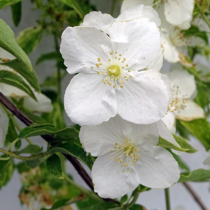 Philadelphus lemoinei Innocence - Filadelfo (Fioritura)