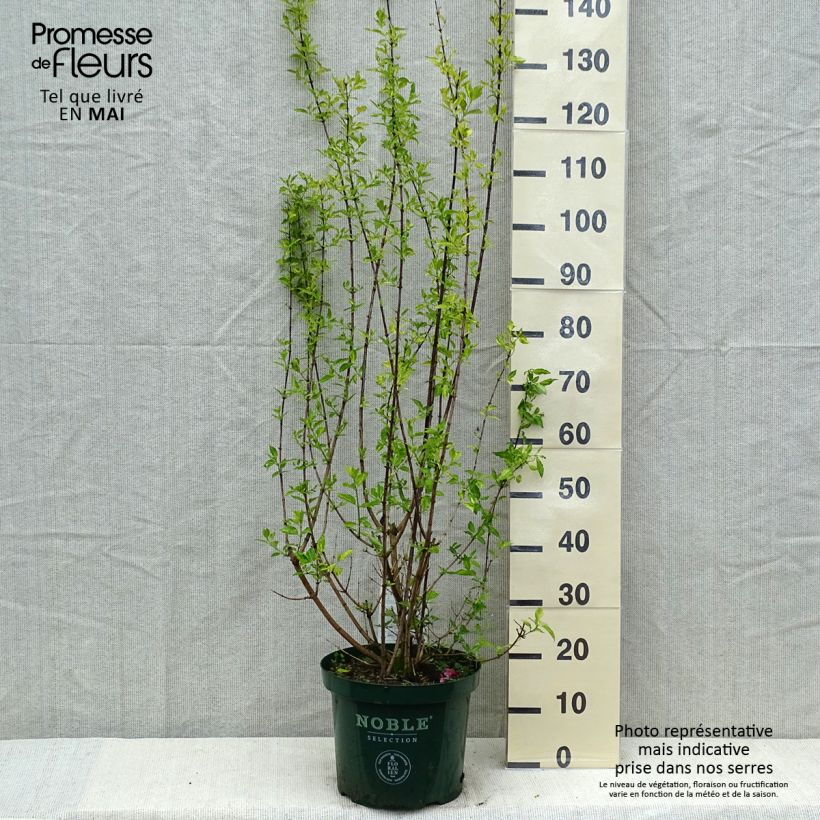 Philadelphus Innocence pot de 10 L esemplare consegnato in primavera