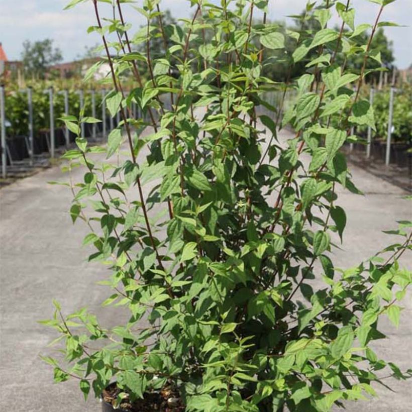 Philadelphus lemoinei - Filadelfo (Fogliame)