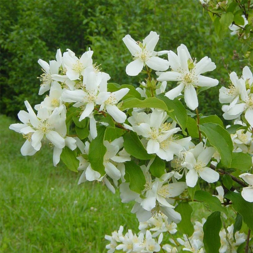 Philadelphus lemoinei - Filadelfo (Fioritura)