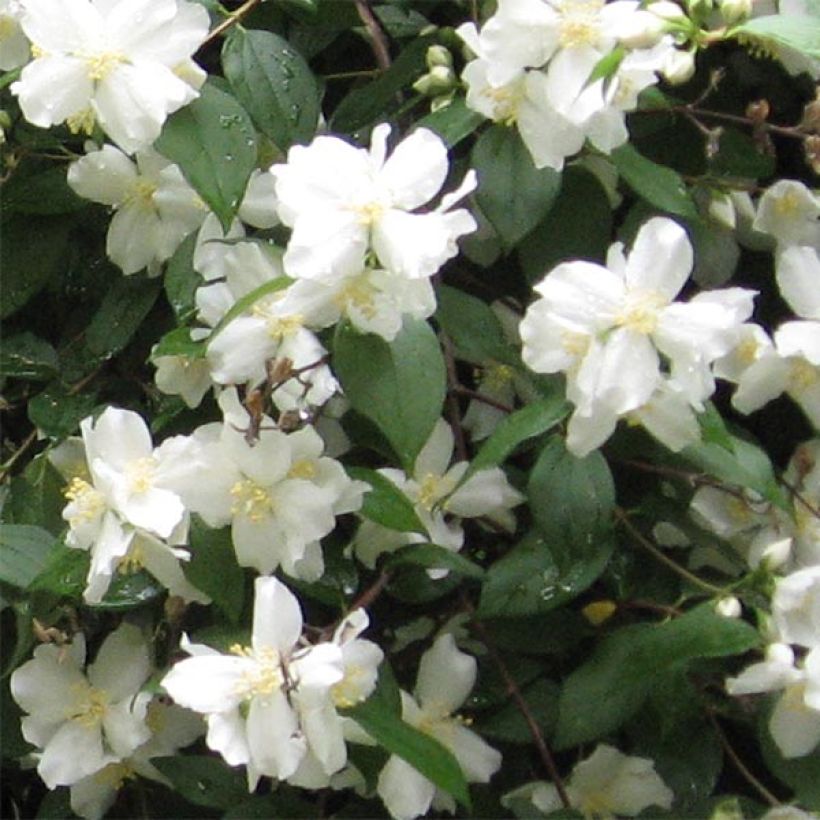 Philadelphus Virginal - Filadelfo (Fioritura)