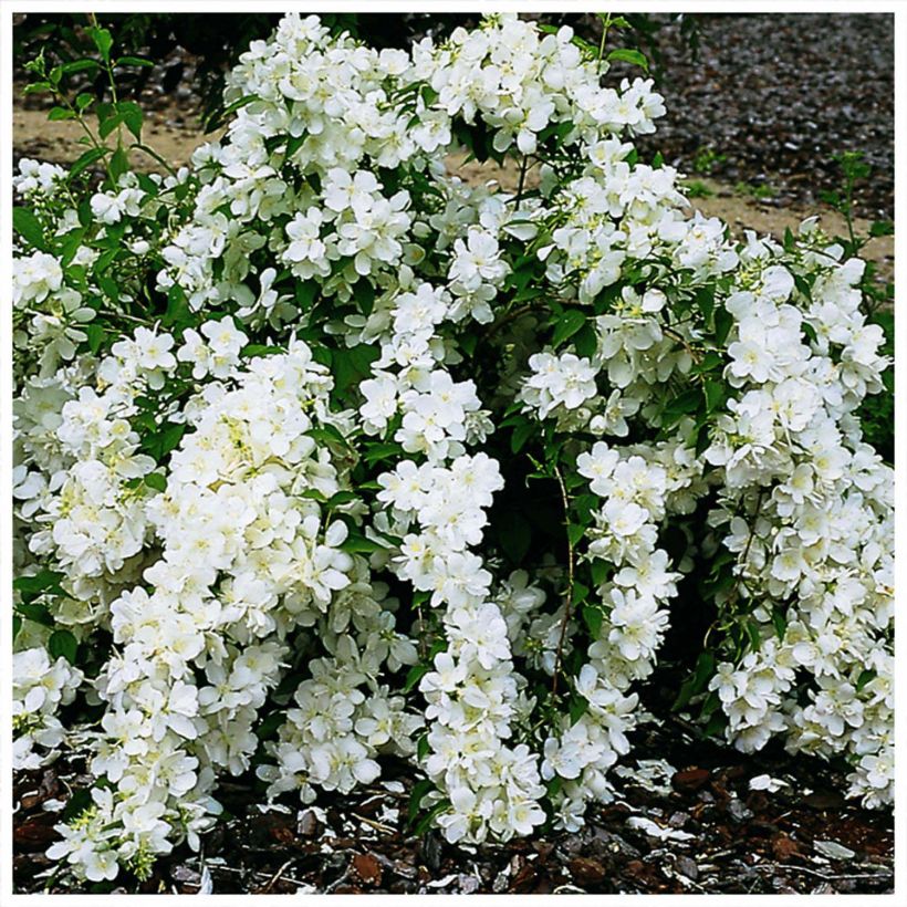 Philadelphus White Rock Pekphil - Filadelfo (Fioritura)