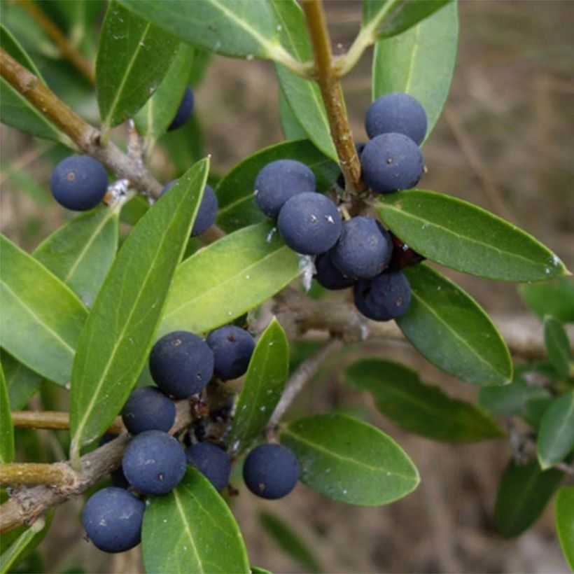 Phillyrea angustifolia - Ilatro sottile (Raccolta)