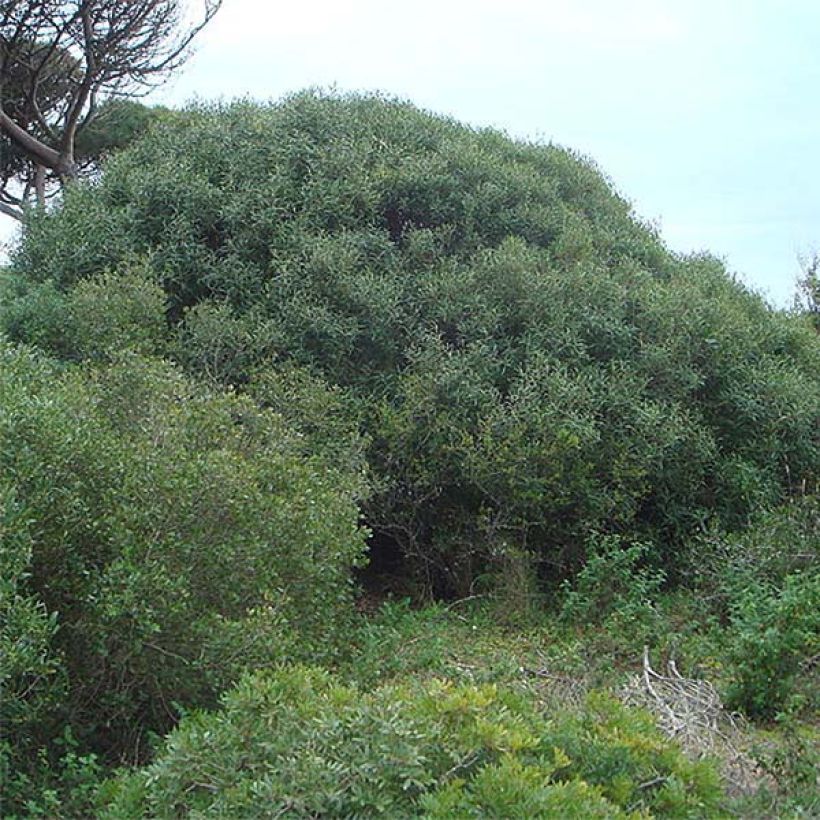 Phillyrea angustifolia - Ilatro sottile (Porto)