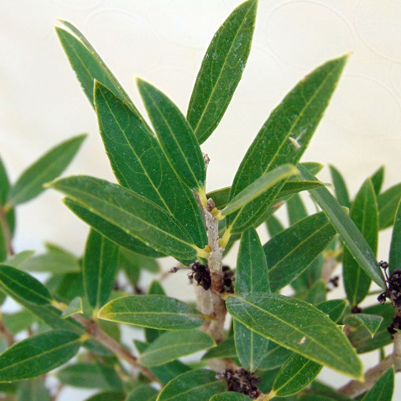 Phillyrea angustifolia - Ilatro sottile (Fogliame)