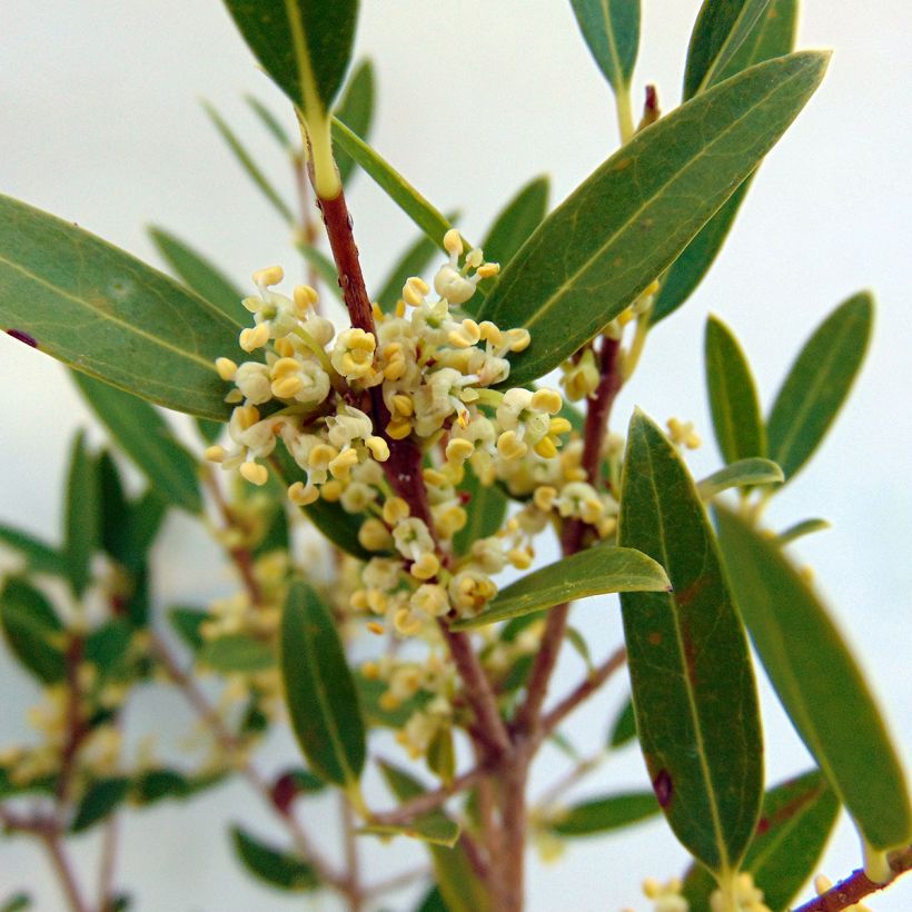 Phillyrea angustifolia - Ilatro sottile (Fioritura)