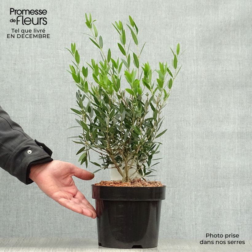 Phillyrea angustifolia - Filaire à feuilles étroites Pot de 2L/3L esemplare consegnato in inverno