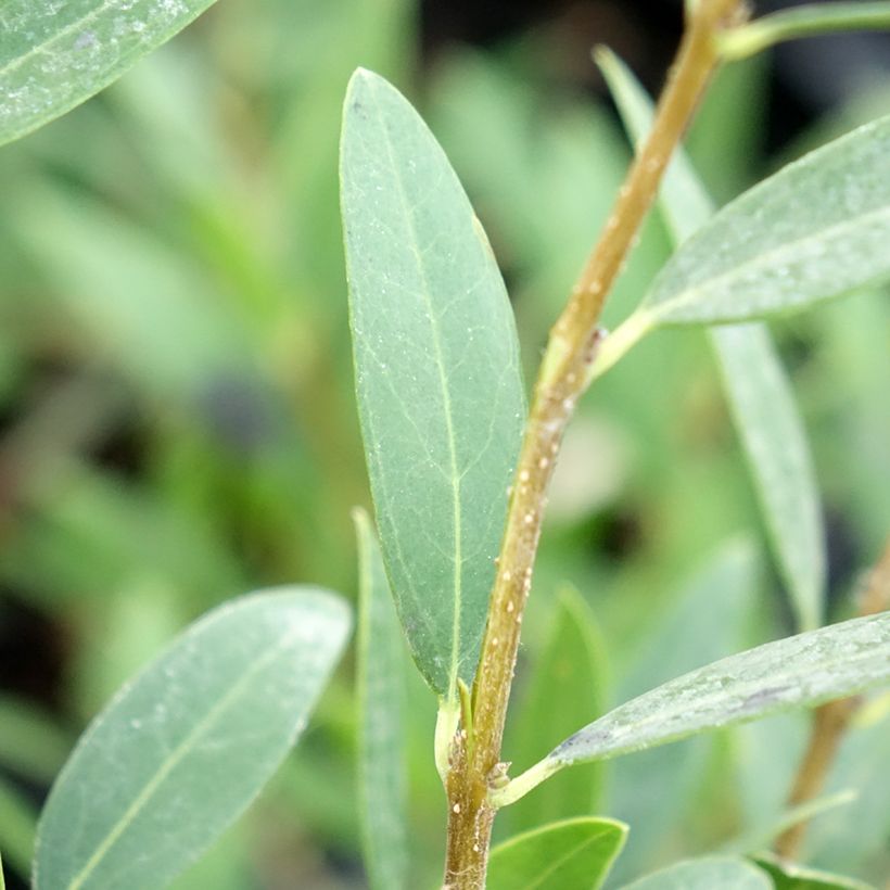 Phillyrea angustifolia Green Up - Ilatro sottile (Fogliame)