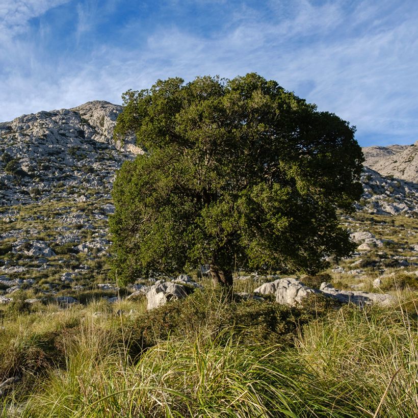 Phillyrea latifolia - Ilatro comune (Porto)