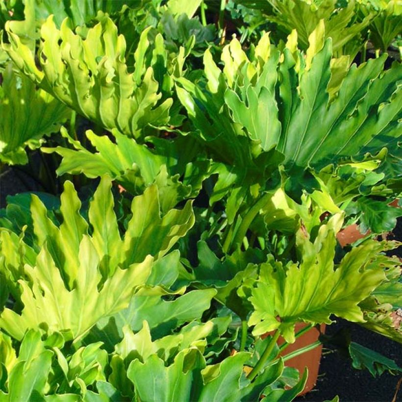 Philodendron xanadu Hope (Fogliame)