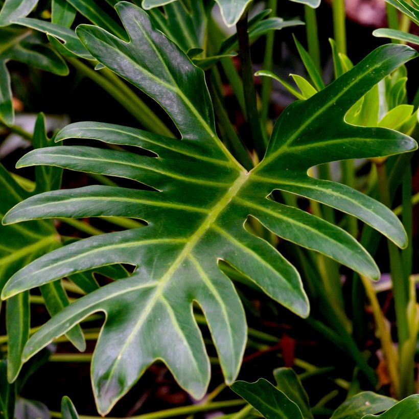 Philodendron xanadu (Fogliame)