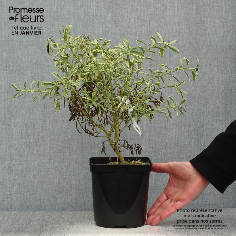 Philotheca (Eriostemon) myoporoides Gold Touch   esemplare consegnato in inverno