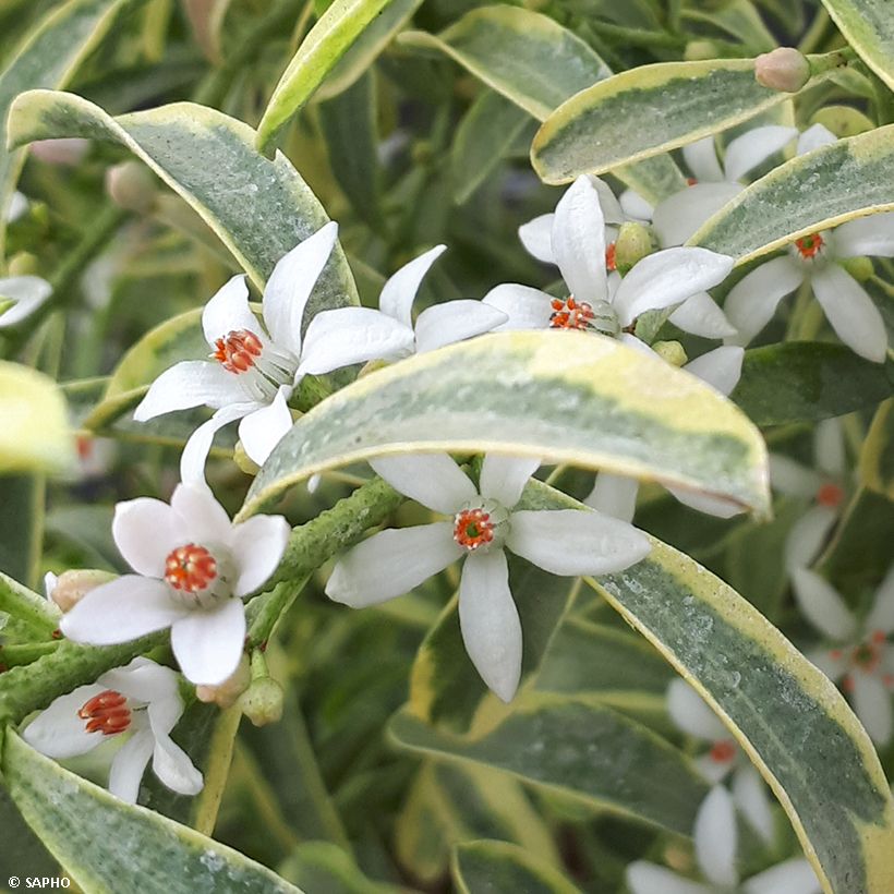 Eriostemon myoporoides Gold Touch (Fioritura)