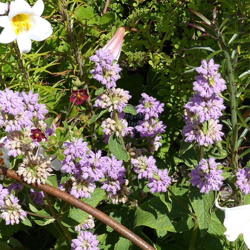 Phlomis cashmeriana (Fioritura)