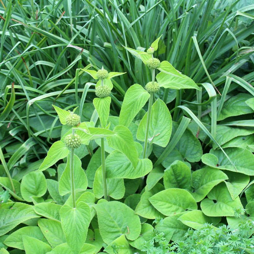 Phlomis russeliana (Porto)