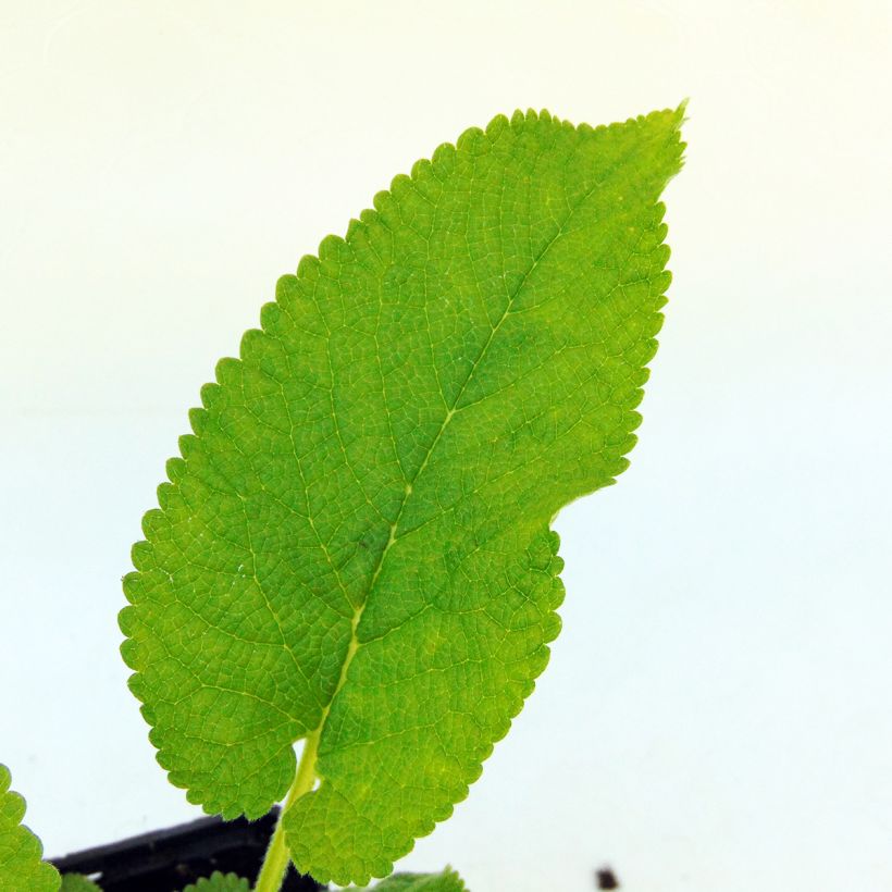 Phlomis cashmeriana (Fogliame)