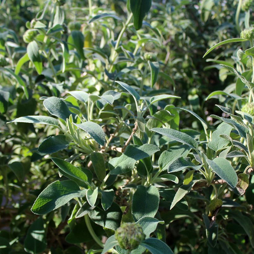 Phlomis fruticosa - Salvia di Gerusalemme (Fogliame)