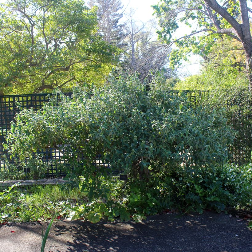 Phlomis fruticosa - Salvia di Gerusalemme (Porto)