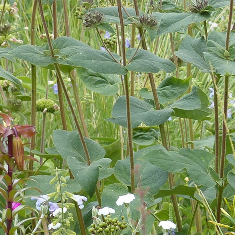 Phlomis samia (Fogliame)